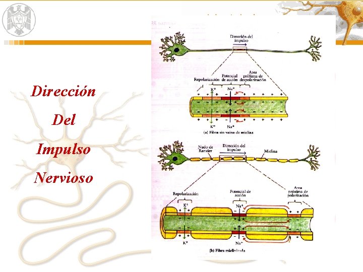 Dirección Del Impulso Nervioso 