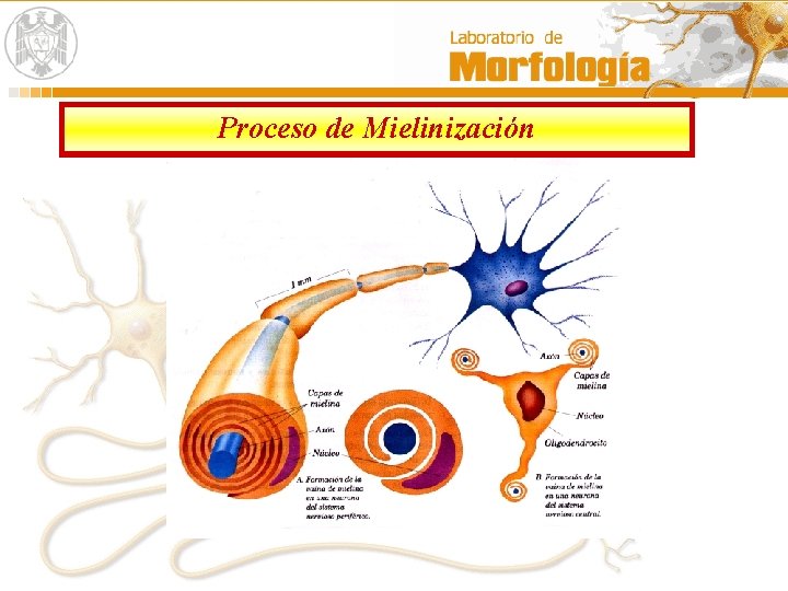 Proceso de Mielinización 