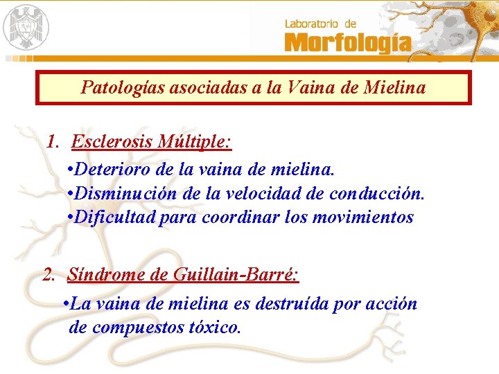 Patologías asociadas a la Vaina de Mielina 1. Esclerosis Múltiple: • Deterioro de la