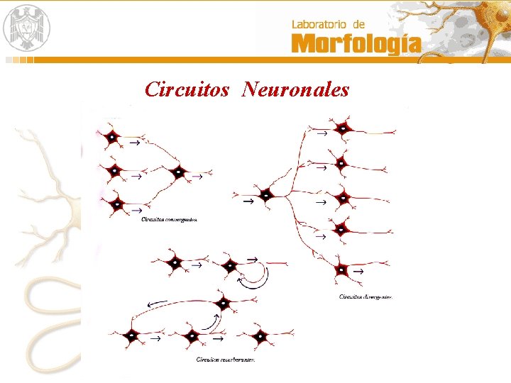Circuitos Neuronales 