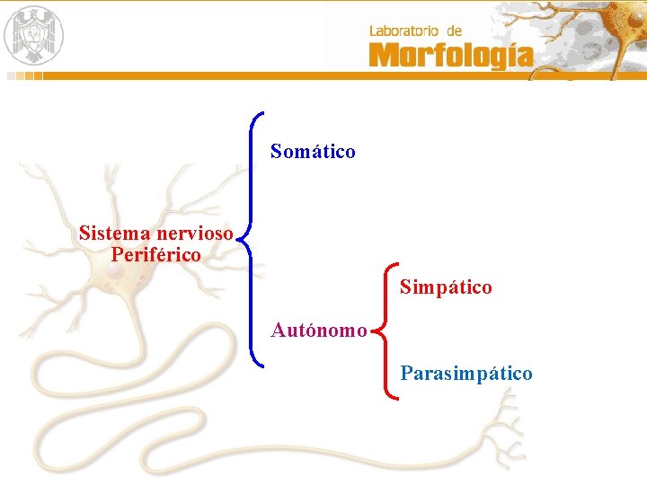 Somático Sistema nervioso Periférico Simpático Autónomo Parasimpático 