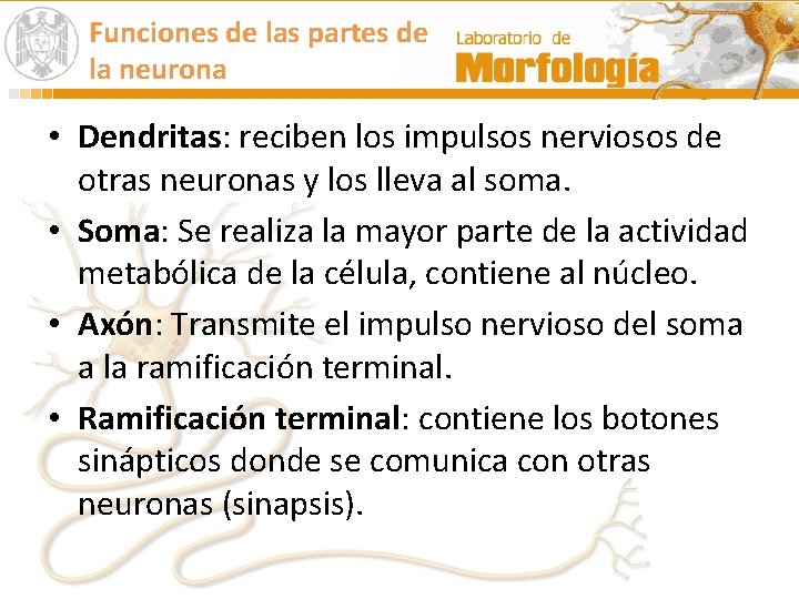 Funciones de las partes de la neurona • Dendritas: reciben los impulsos nerviosos de