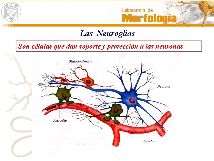 Las Neuroglias Son células que dan soporte y protección a las neuronas 