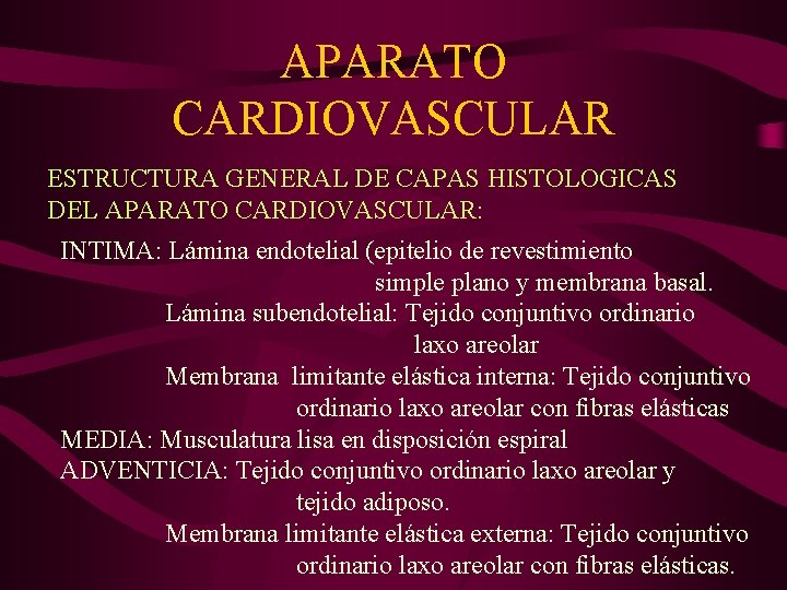 APARATO CARDIOVASCULAR ESTRUCTURA GENERAL DE CAPAS HISTOLOGICAS DEL APARATO CARDIOVASCULAR: INTIMA: Lámina endotelial (epitelio