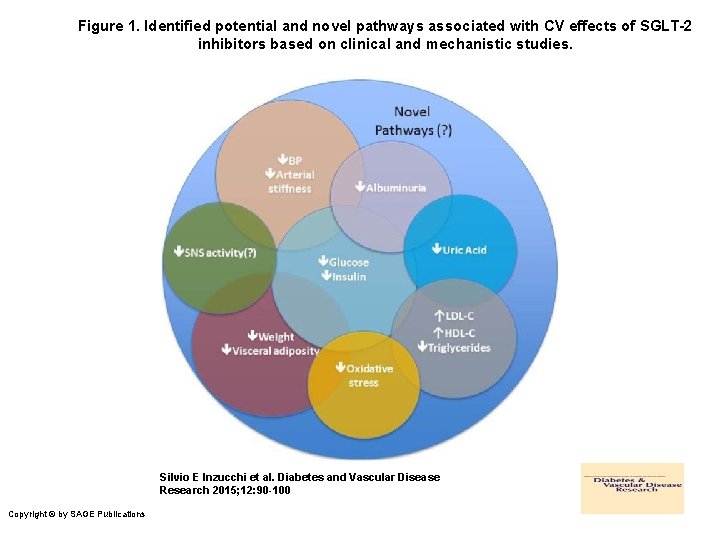 Figure 1. Identified potential and novel pathways associated with CV effects of SGLT-2 inhibitors