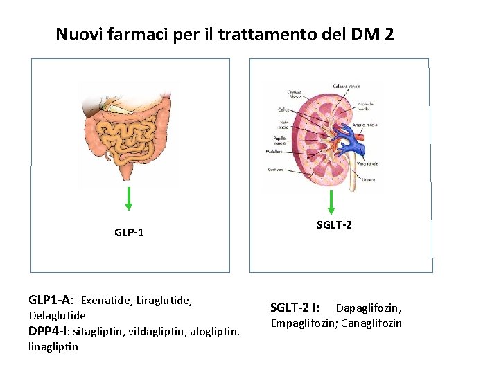 Nuovi farmaci per il trattamento del DM 2 GLP-1 GLP 1 -A: Exenatide, Liraglutide,