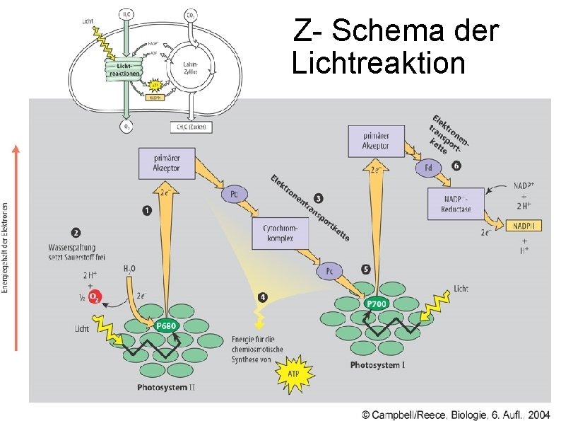 Z- Schema der Lichtreaktion 