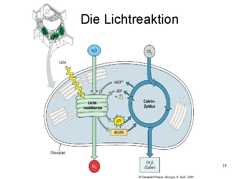 Die Lichtreaktion 14 