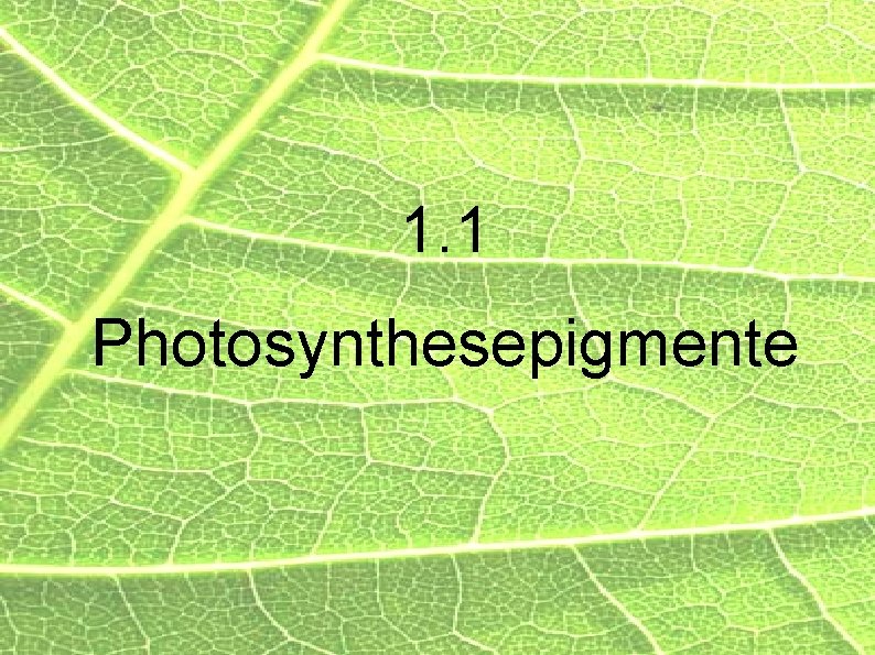 1. 1 Photosynthesepigmente 