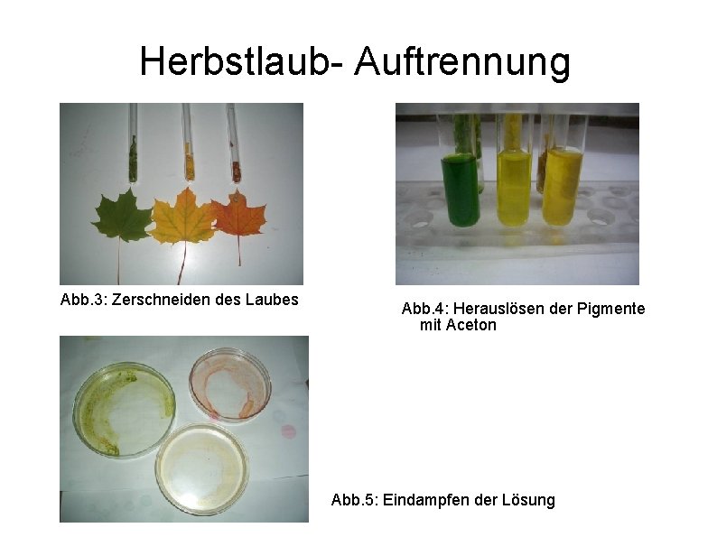 Herbstlaub- Auftrennung Abb. 3: Zerschneiden des Laubes Abb. 4: Herauslösen der Pigmente mit Aceton