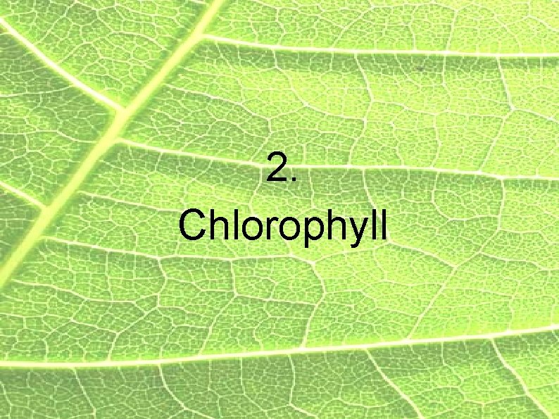 2. Chlorophyll 