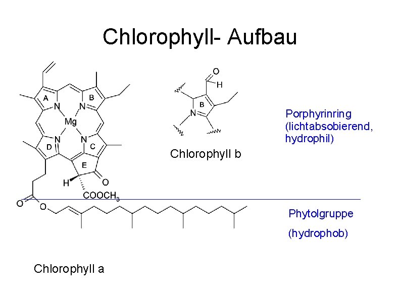 Chlorophyll- Aufbau Porphyrinring (lichtabsobierend, hydrophil) Chlorophyll b Phytolgruppe (hydrophob) Chlorophyll a 