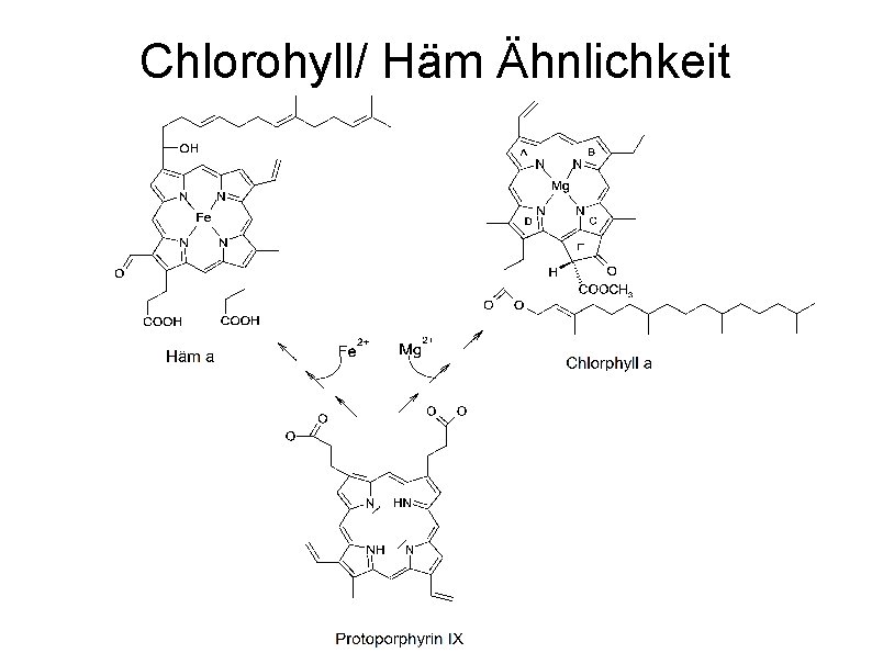 Chlorohyll/ Häm Ähnlichkeit 