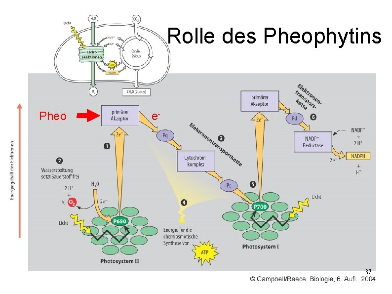 Rolle des Pheophytins Pheo e- 37 