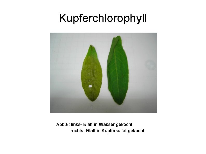 Kupferchlorophyll Abb. 6: links- Blatt in Wasser gekocht rechts- Blatt in Kupfersulfat gekocht 