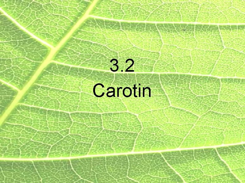 3. 2 Carotin 