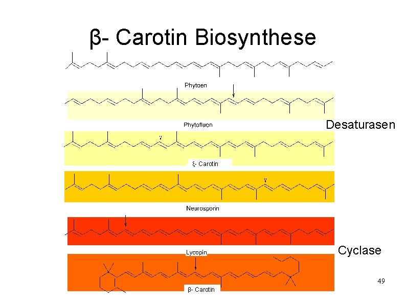 β- Carotin Biosynthese Desaturasen ξ- Carotin Cyclase 49 β- Carotin 