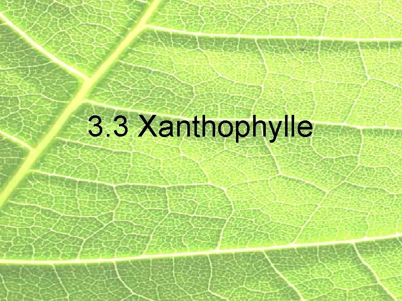 3. 3 Xanthophylle 