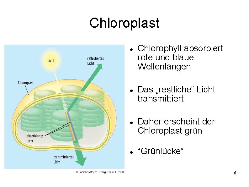 Chloroplast Chlorophyll absorbiert rote und blaue Wellenlängen Das „restliche“ Licht transmittiert Daher erscheint der