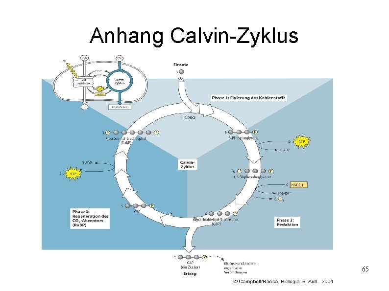 Anhang Calvin-Zyklus 65 