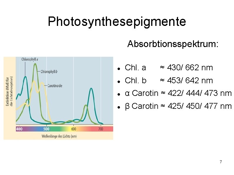 Photosynthesepigmente Absorbtionsspektrum: Chl. a ≈ 430/ 662 nm Chl. b ≈ 453/ 642 nm