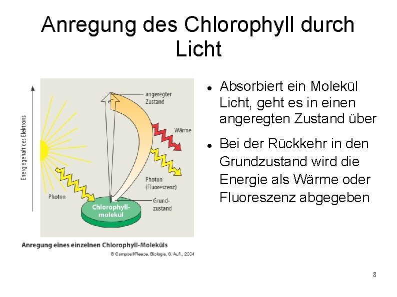 Anregung des Chlorophyll durch Licht Absorbiert ein Molekül Licht, geht es in einen angeregten