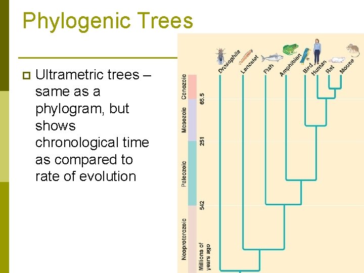 Phylogenic Trees p Ultrametric trees – same as a phylogram, but shows chronological time