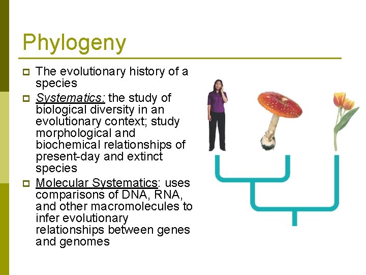 Phylogeny p p p The evolutionary history of a species Systematics: the study of
