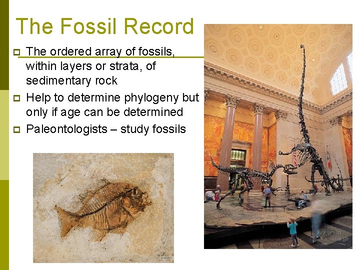 The Fossil Record p p p The ordered array of fossils, within layers or