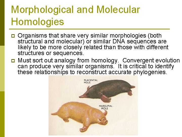 Morphological and Molecular Homologies p p Organisms that share very similar morphologies (both structural