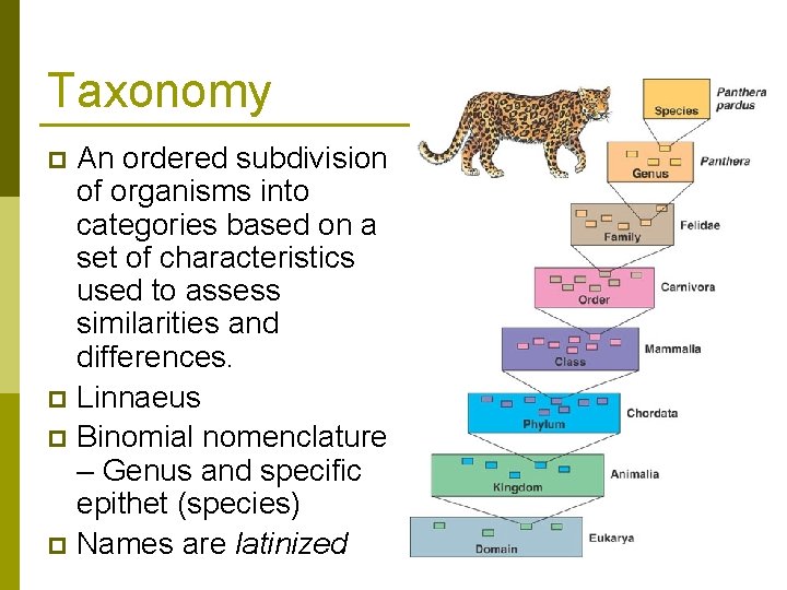 Taxonomy An ordered subdivision of organisms into categories based on a set of characteristics