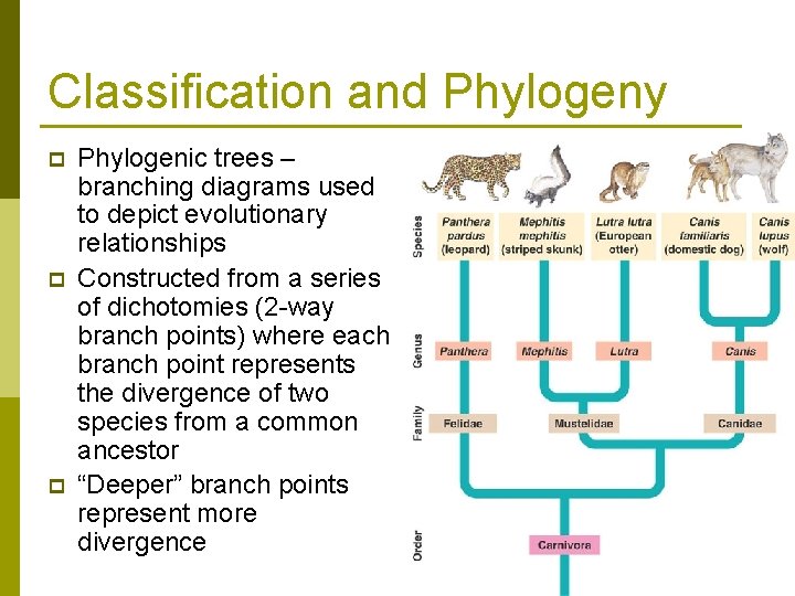 Classification and Phylogeny p p p Phylogenic trees – branching diagrams used to depict