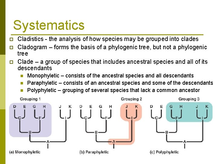 Systematics p p p Cladistics - the analysis of how species may be grouped