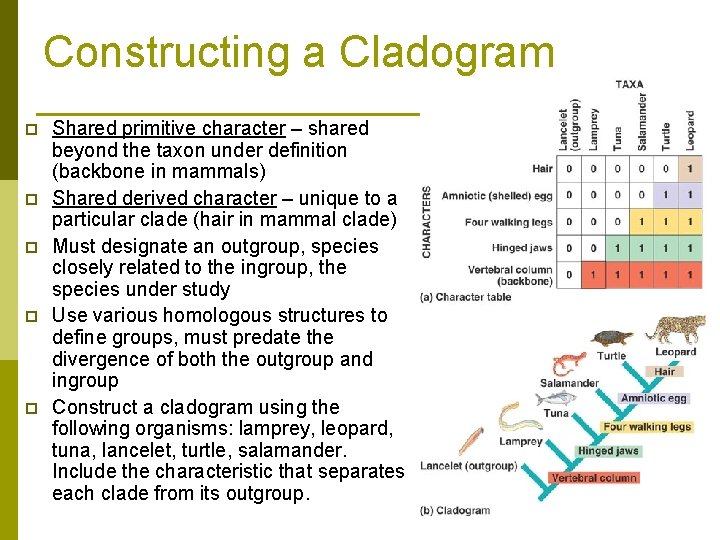 Constructing a Cladogram p p p Shared primitive character – shared beyond the taxon