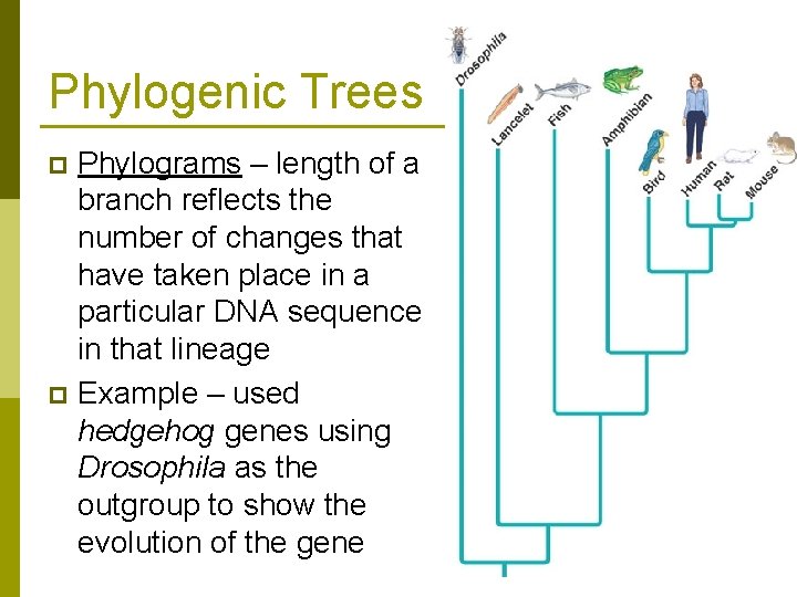 Phylogenic Trees Phylograms – length of a branch reflects the number of changes that