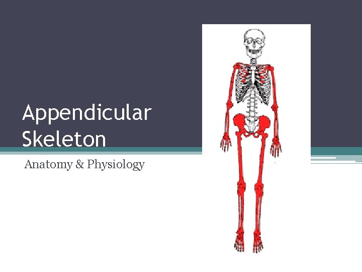 Appendicular Skeleton Anatomy & Physiology 