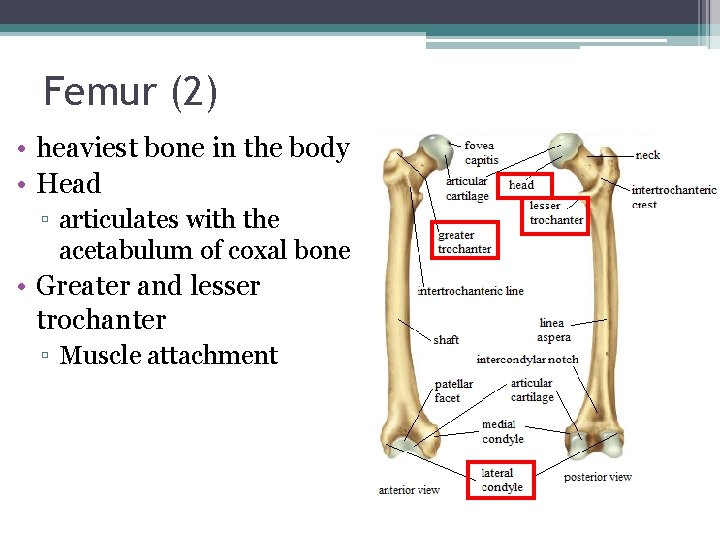 Femur (2) • heaviest bone in the body • Head ▫ articulates with the
