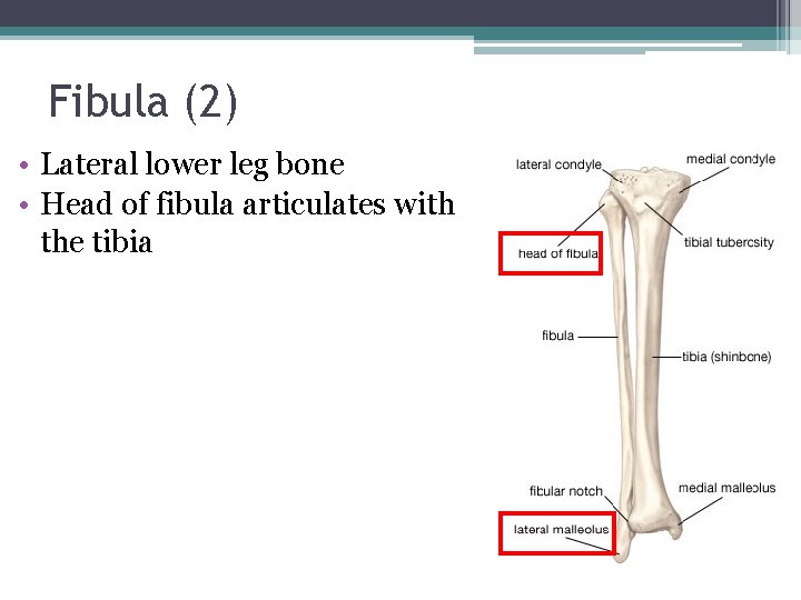 Fibula (2) • Lateral lower leg bone • Head of fibula articulates with the