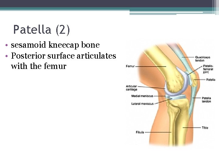 Patella (2) • sesamoid kneecap bone • Posterior surface articulates with the femur 