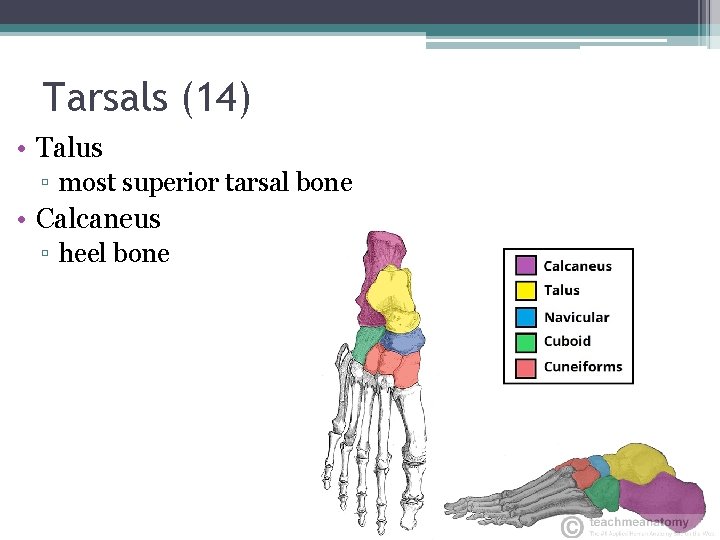 Tarsals (14) • Talus ▫ most superior tarsal bone • Calcaneus ▫ heel bone
