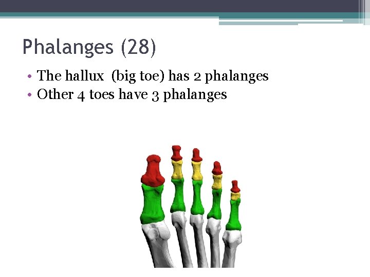 Phalanges (28) • The hallux (big toe) has 2 phalanges • Other 4 toes