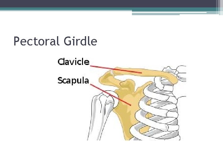 Pectoral Girdle 