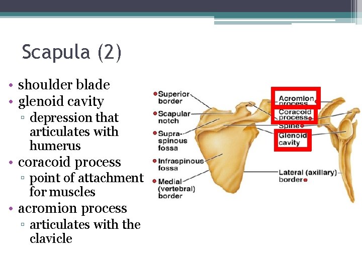 Scapula (2) • shoulder blade • glenoid cavity ▫ depression that articulates with humerus