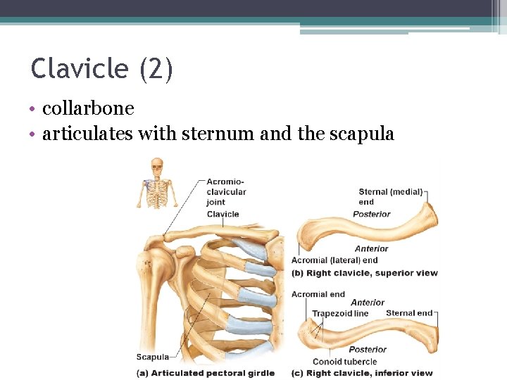 Clavicle (2) • collarbone • articulates with sternum and the scapula 