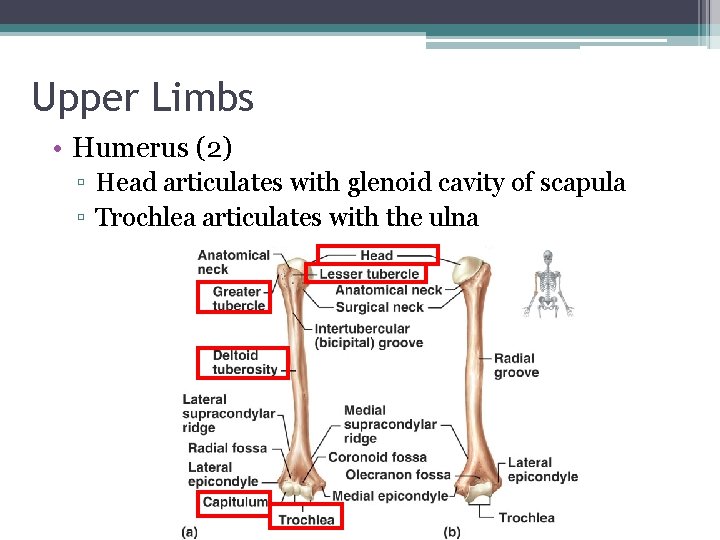 Upper Limbs • Humerus (2) ▫ Head articulates with glenoid cavity of scapula ▫
