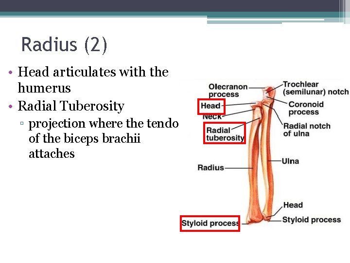Radius (2) • Head articulates with the humerus • Radial Tuberosity ▫ projection where
