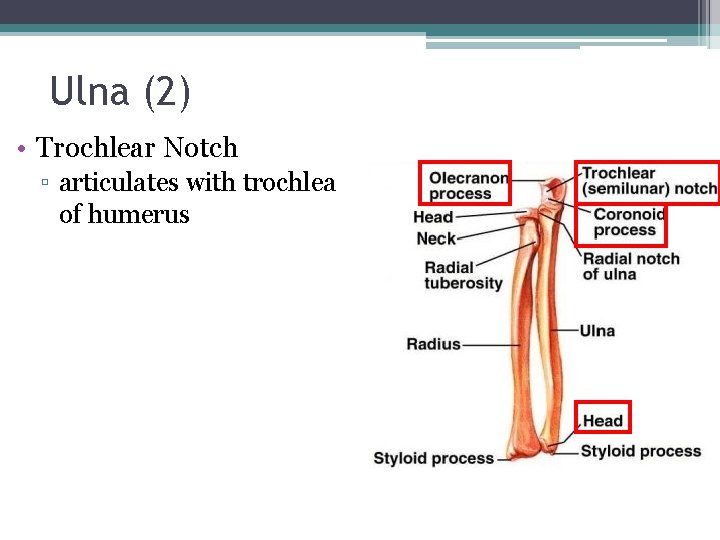 Ulna (2) • Trochlear Notch ▫ articulates with trochlea of humerus 