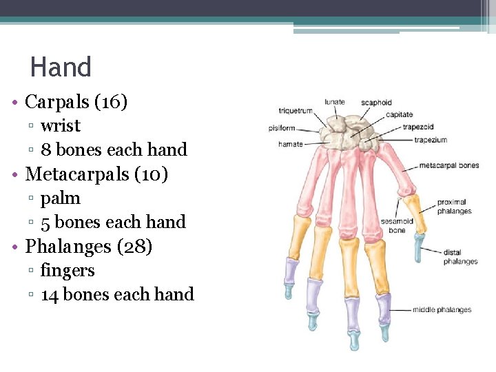 Hand • Carpals (16) ▫ wrist ▫ 8 bones each hand • Metacarpals (10)