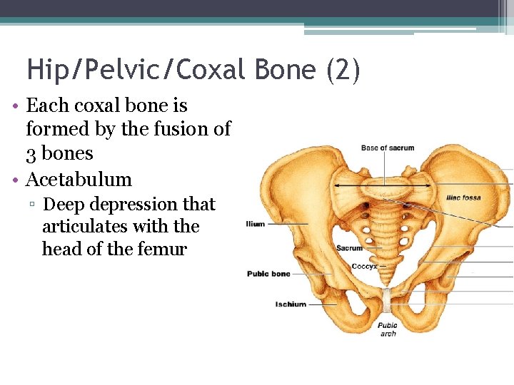 Hip/Pelvic/Coxal Bone (2) • Each coxal bone is formed by the fusion of 3