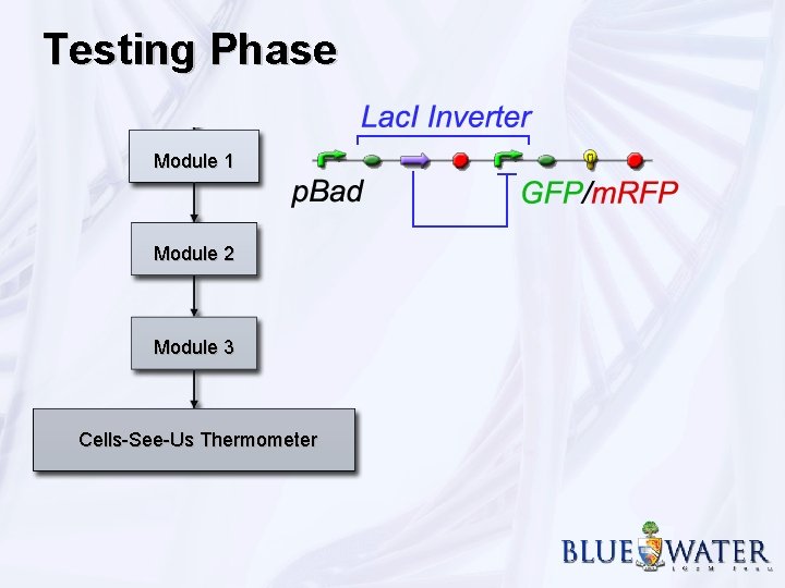 Testing Phase Module 1 Module 2 Module 3 Cells-See-Us Thermometer 